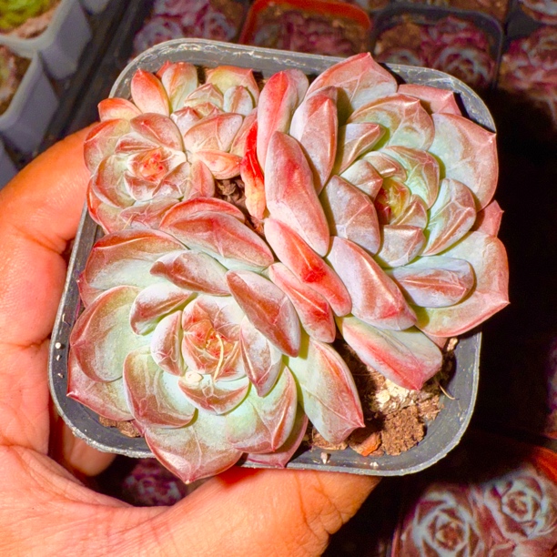【满 9.9 包邮】葡萄珍妮群 6cm 多肉植物带暗纹 以直播间为准
