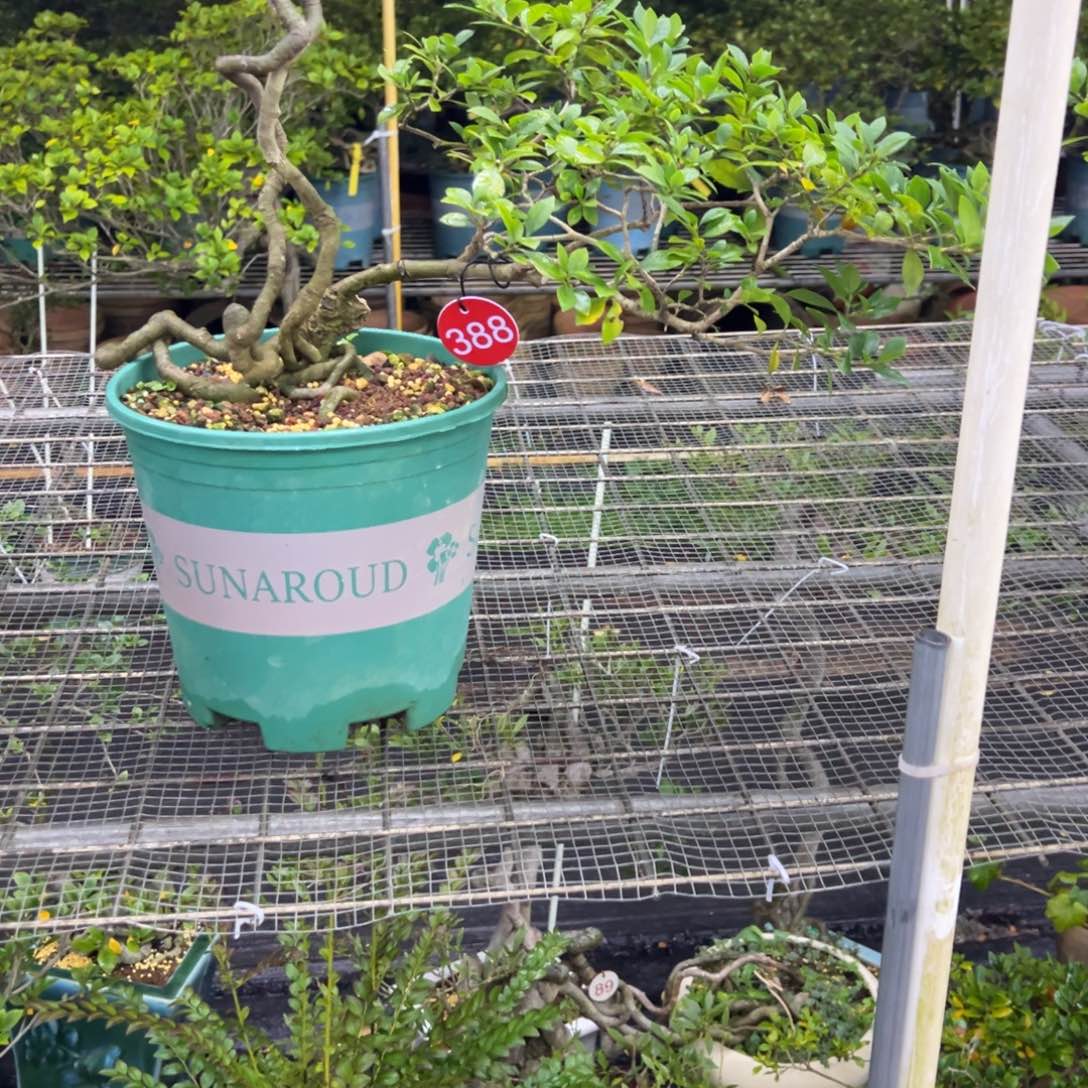 慢***慢无花朵栀子花盆景老庄