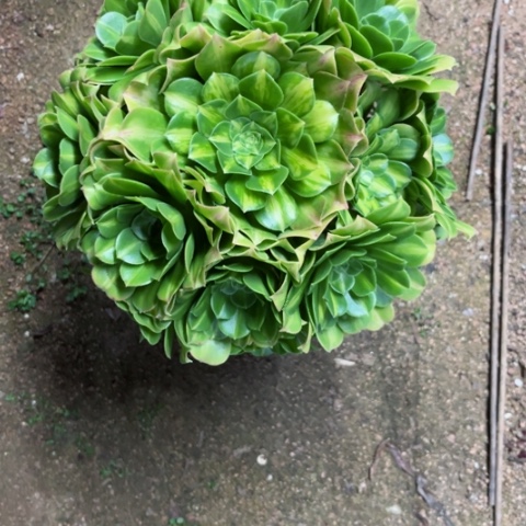 多肉植物翡翠琉璃