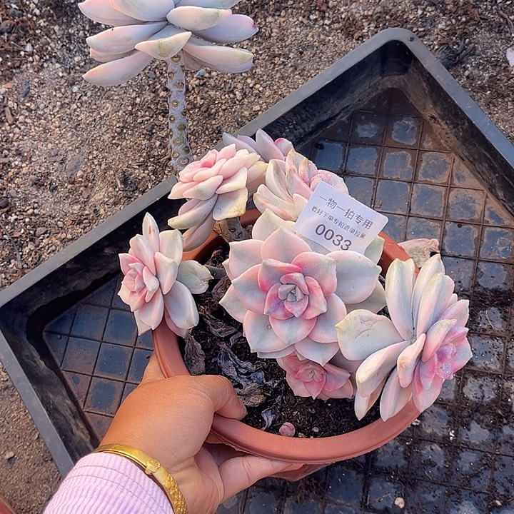 ****李紫乐锦大群，一物一拍