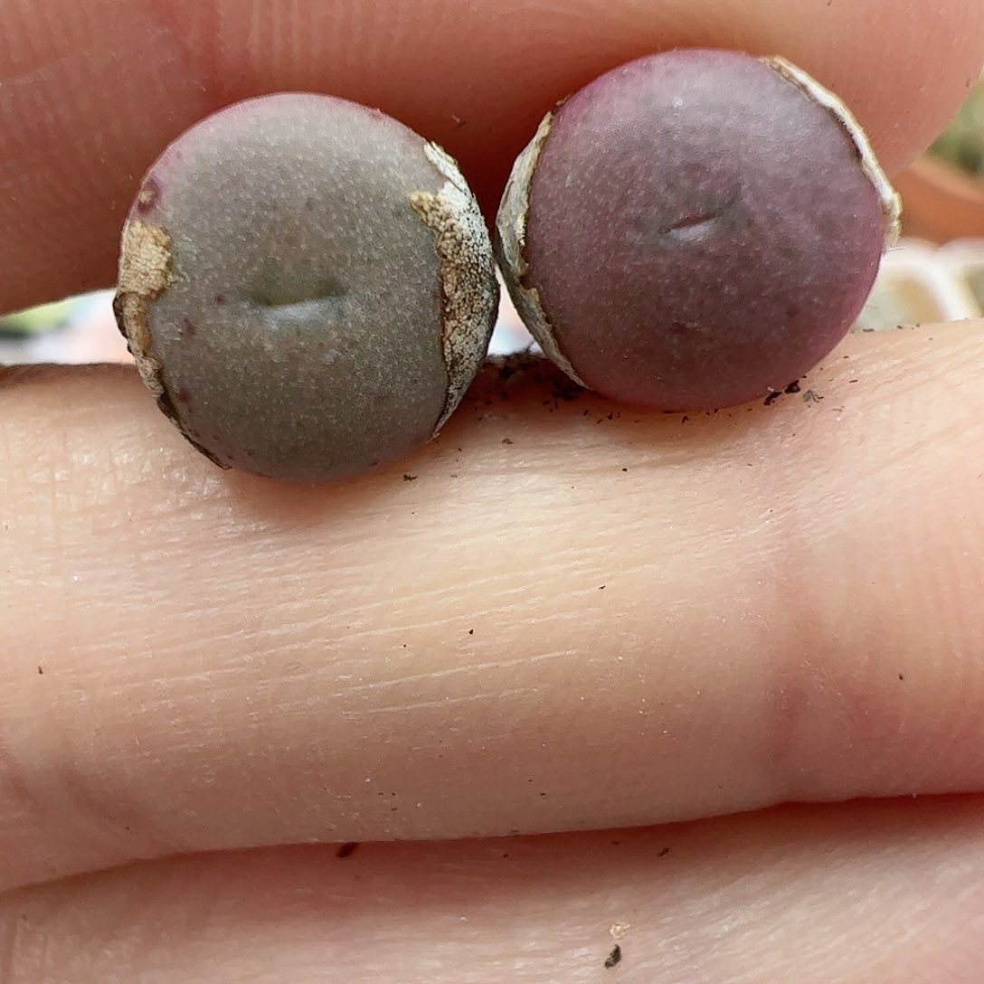 【闪购商品】199 秒