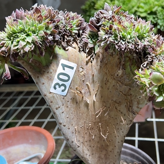 乘***辰多肉植物一个有伤水墨301