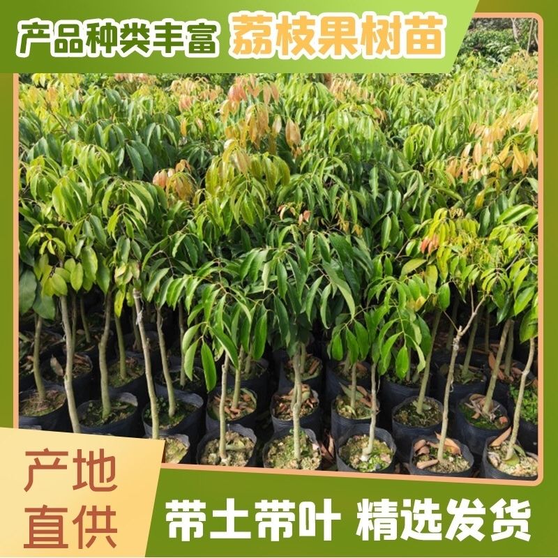 广西正宗良种嫁接冰荔枝树苗观音绿仙进奉妃子笑桂味果树苗