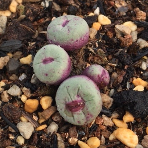 多肉肉锥 1380B红嘴