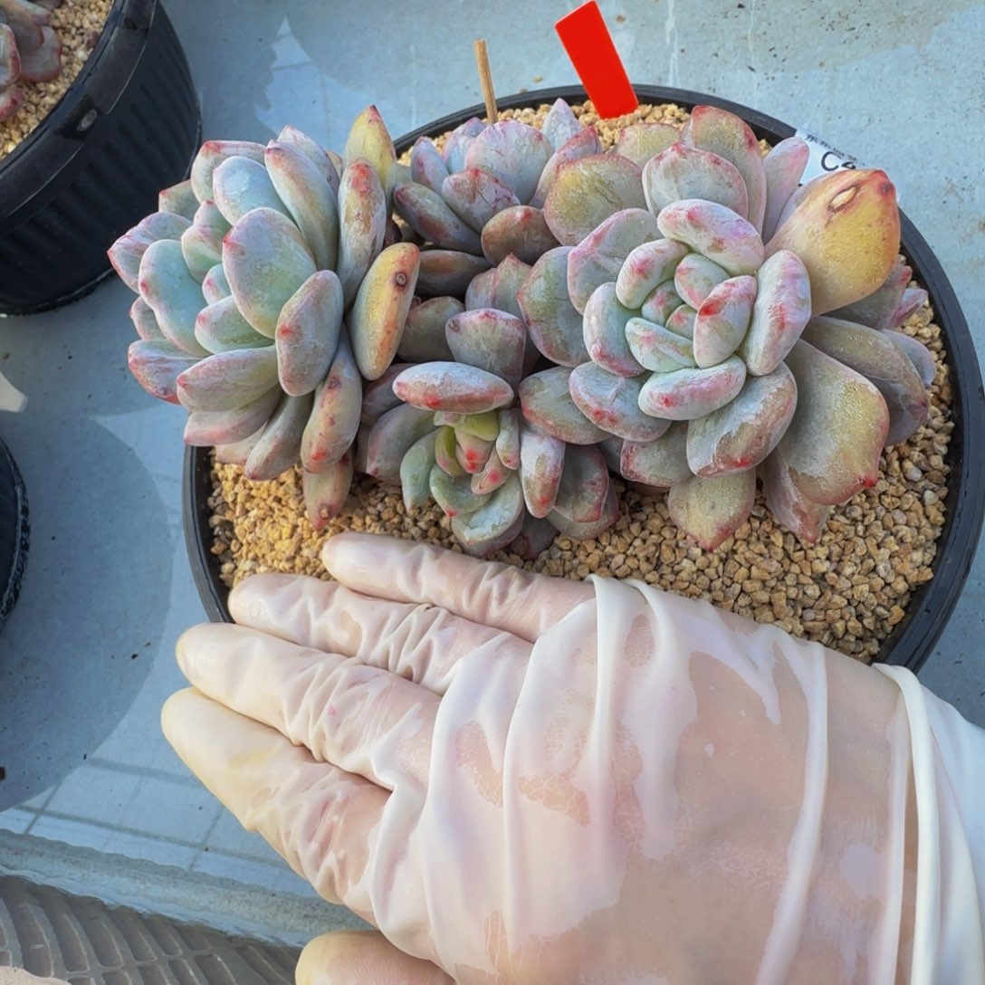 三*c c c c c c c 44