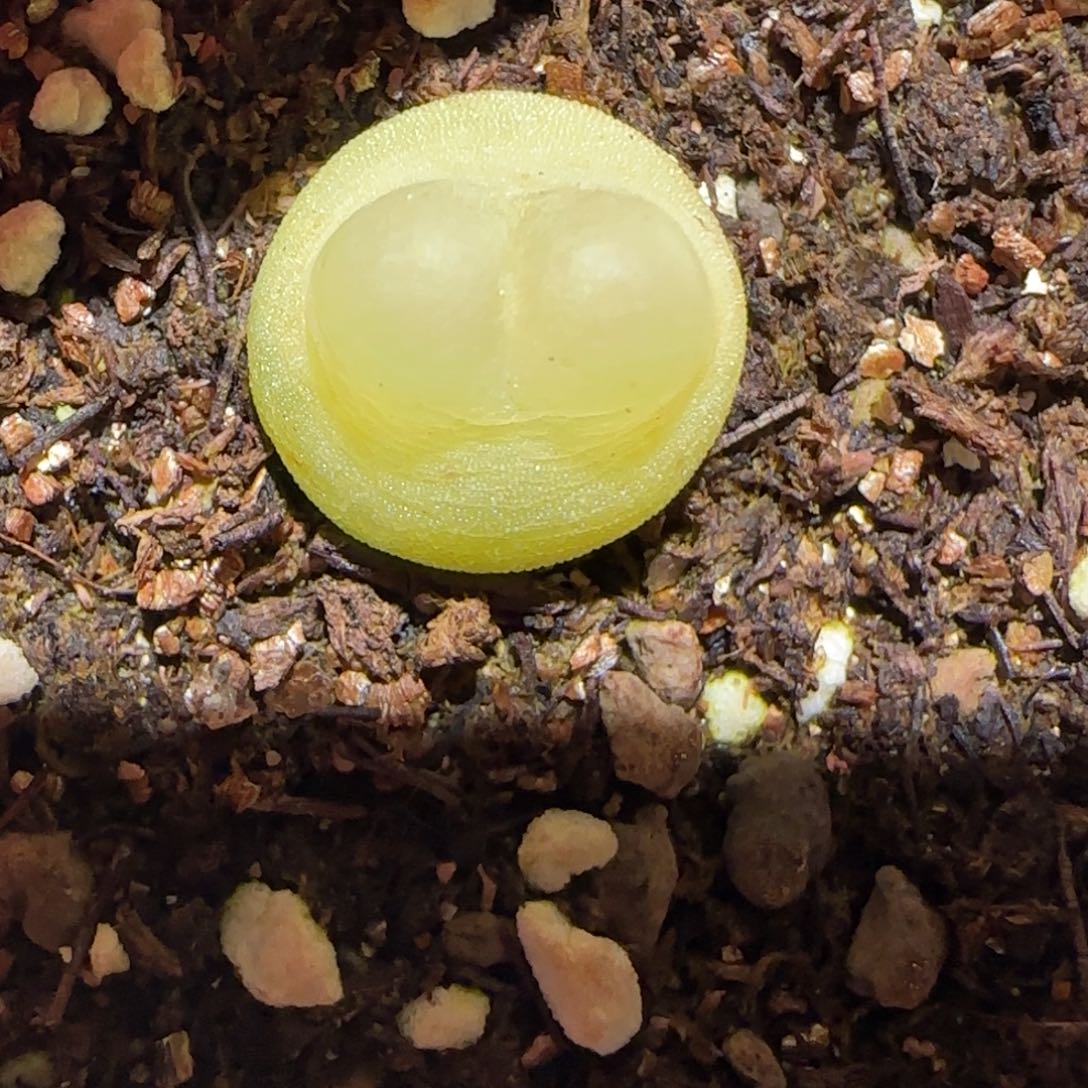 肉锥多肉植物百科-sh1200拉登有疤1403