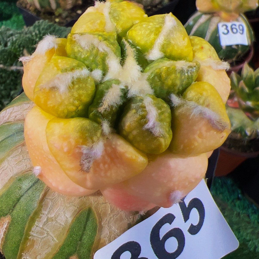 无花朵连山牡丹锦365