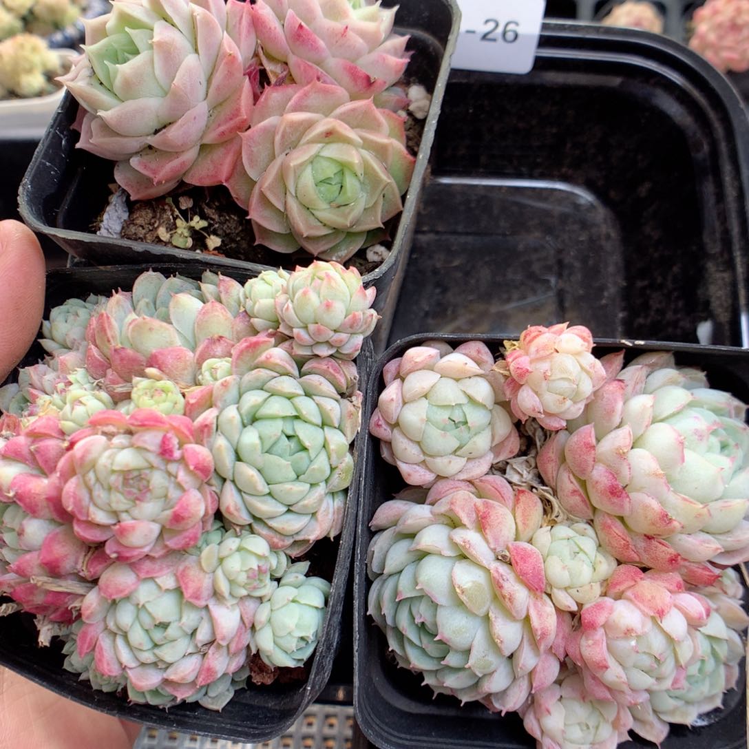 G26 ，柿子多肉20包邮两天凑单