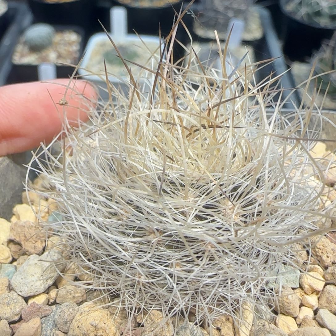 0006实生混乱玉多肉3.5厘米