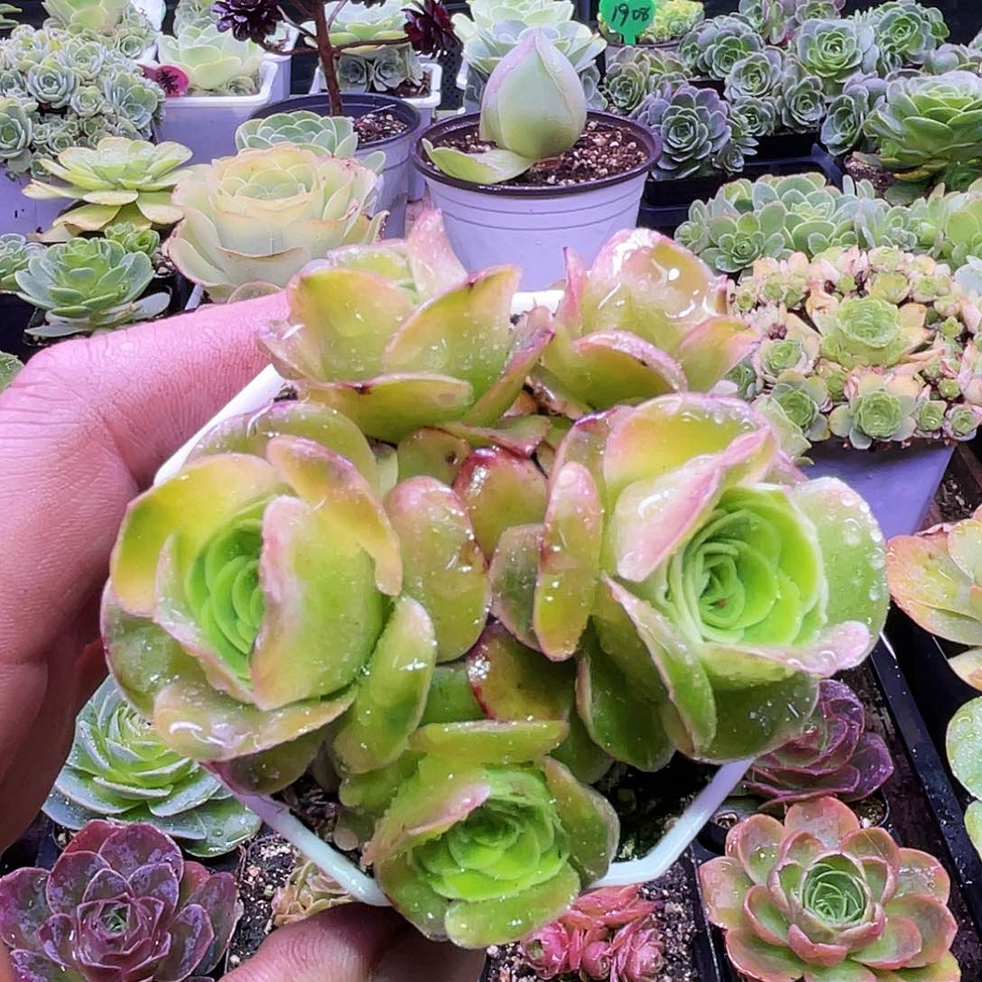 索菲娅 非偏远包邮 多肉