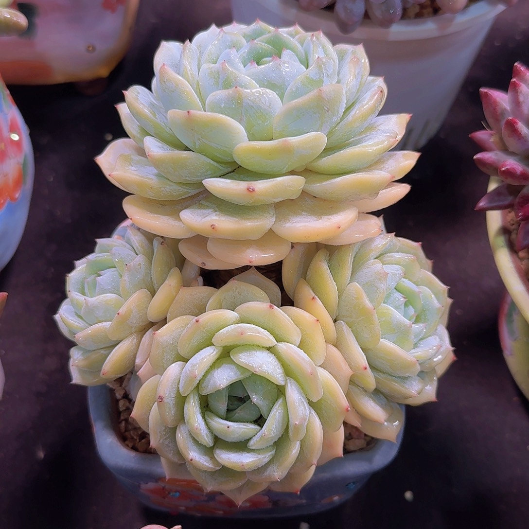 劳林多肉一物一拍