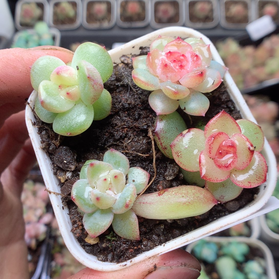 无花朵Q138 yyyyyyy