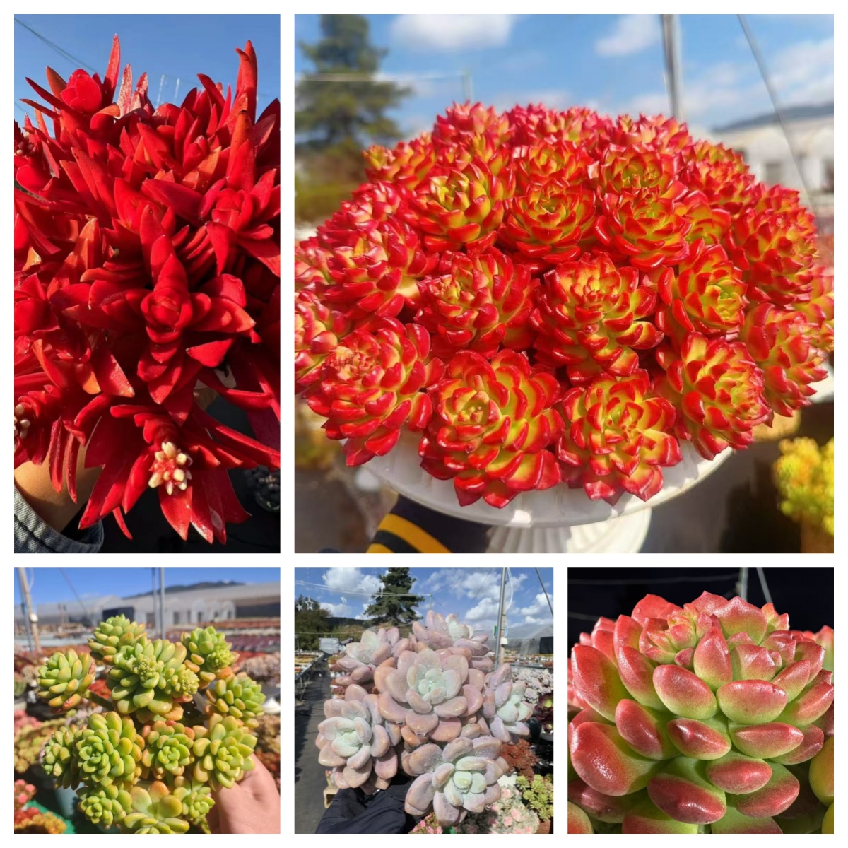 X蒂亚+罗马盆组合 多肉植物耐旱喜阳 好养庭院阳台盆栽 