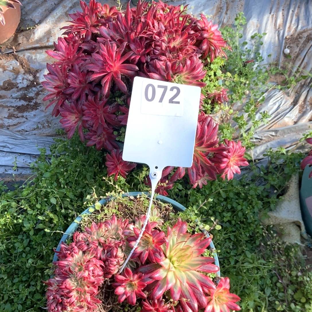 只***赵两颗072朱雀缀化一个牌