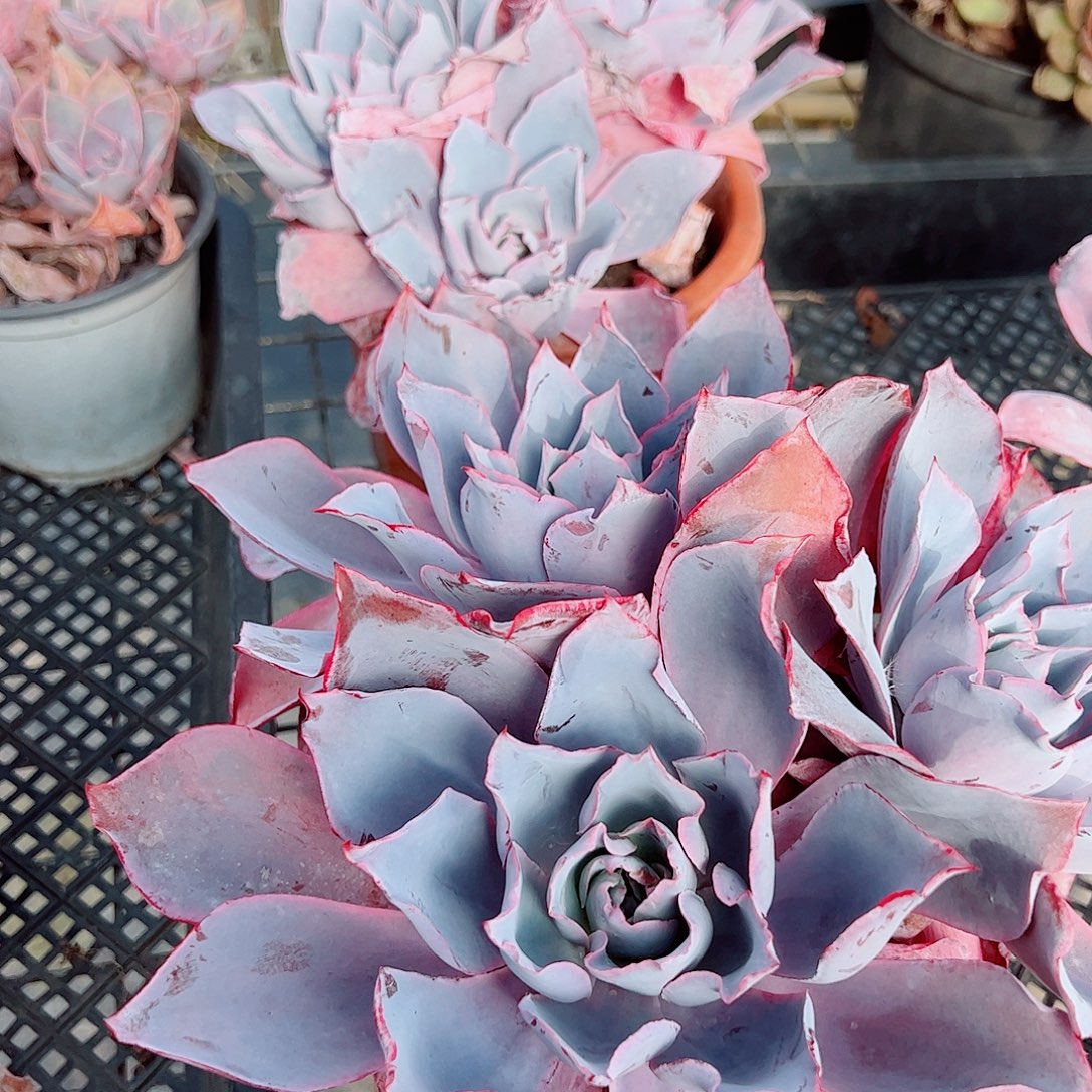 晚霞仙子多头群生老桩