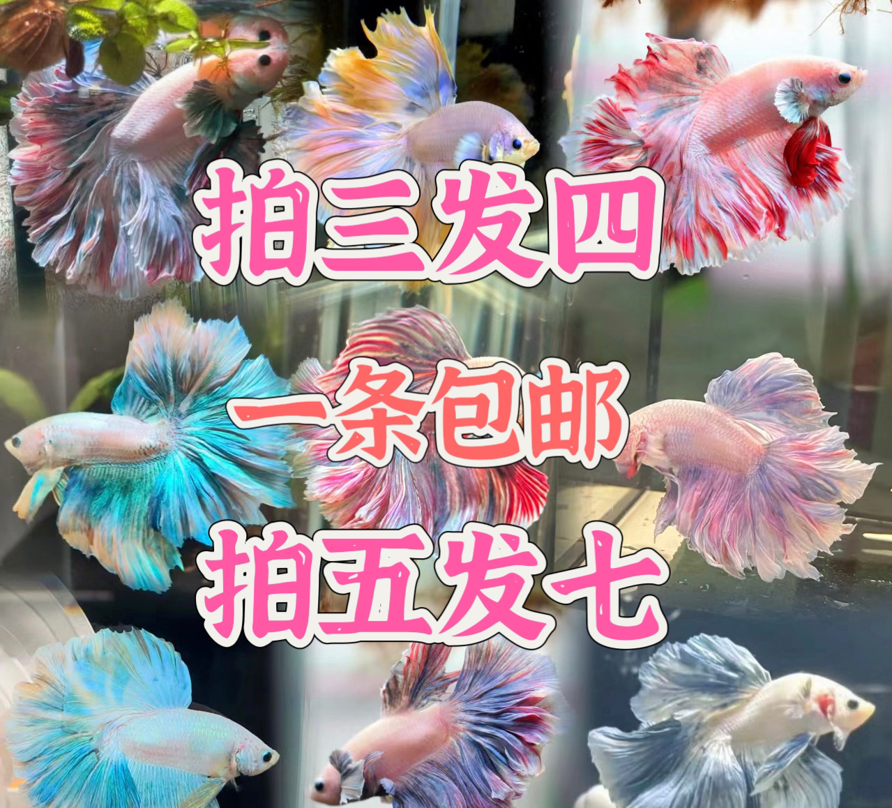 【拍三发四】泰国斗鱼直播间精品选号1-180  包活不包损