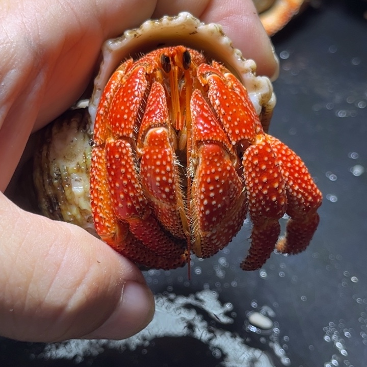 闪12号红毛球3.5口径