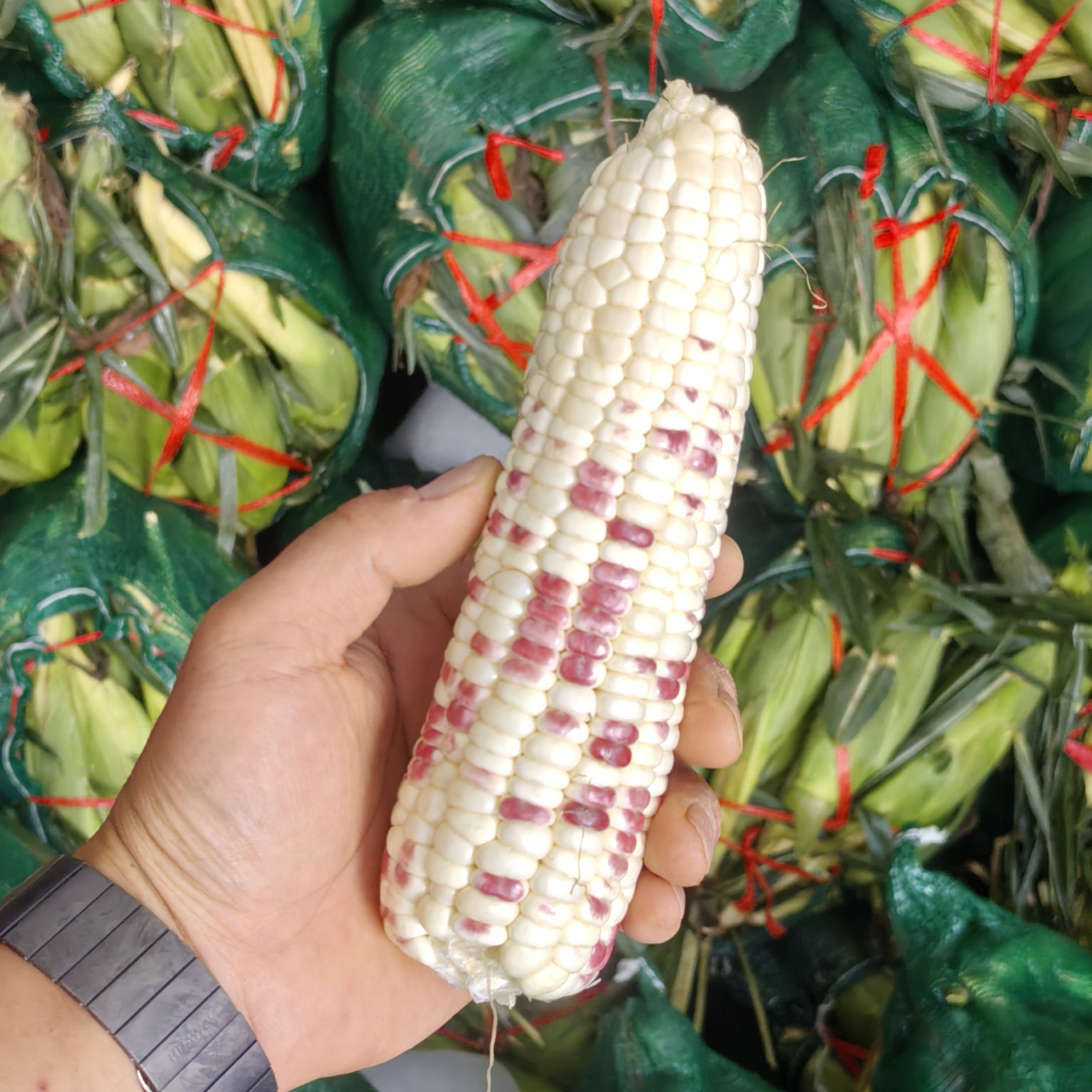 新鲜花糯玉米棒单根约0.8斤8根花糯玉米宁夏回族自治区