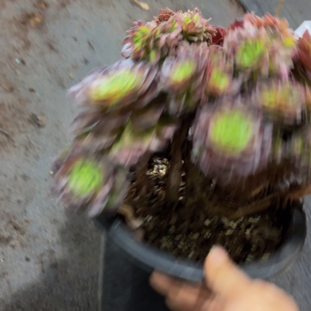 林***缘哈哈多肉葡萄福利103