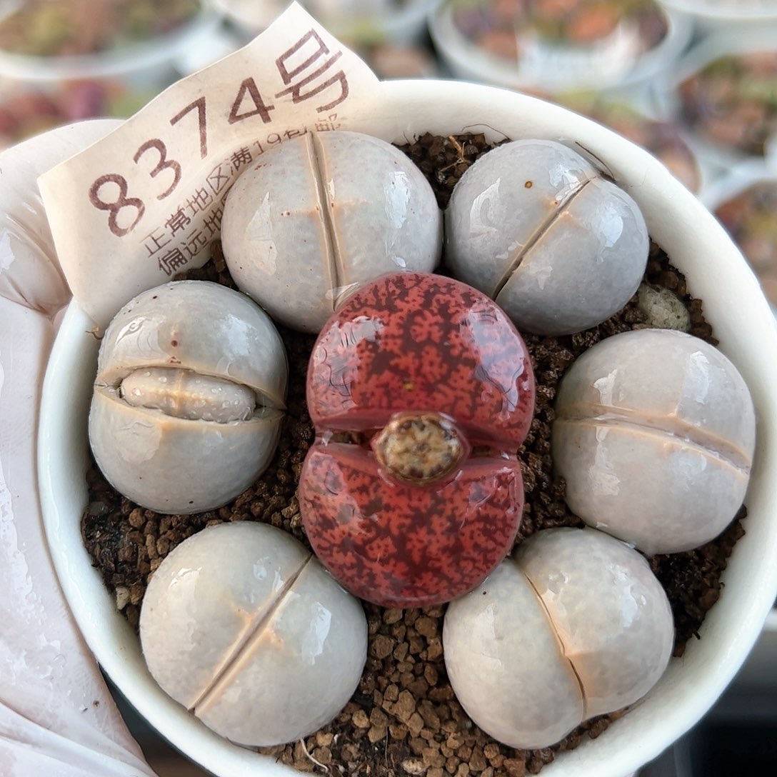 好养易活生石花大母本8374