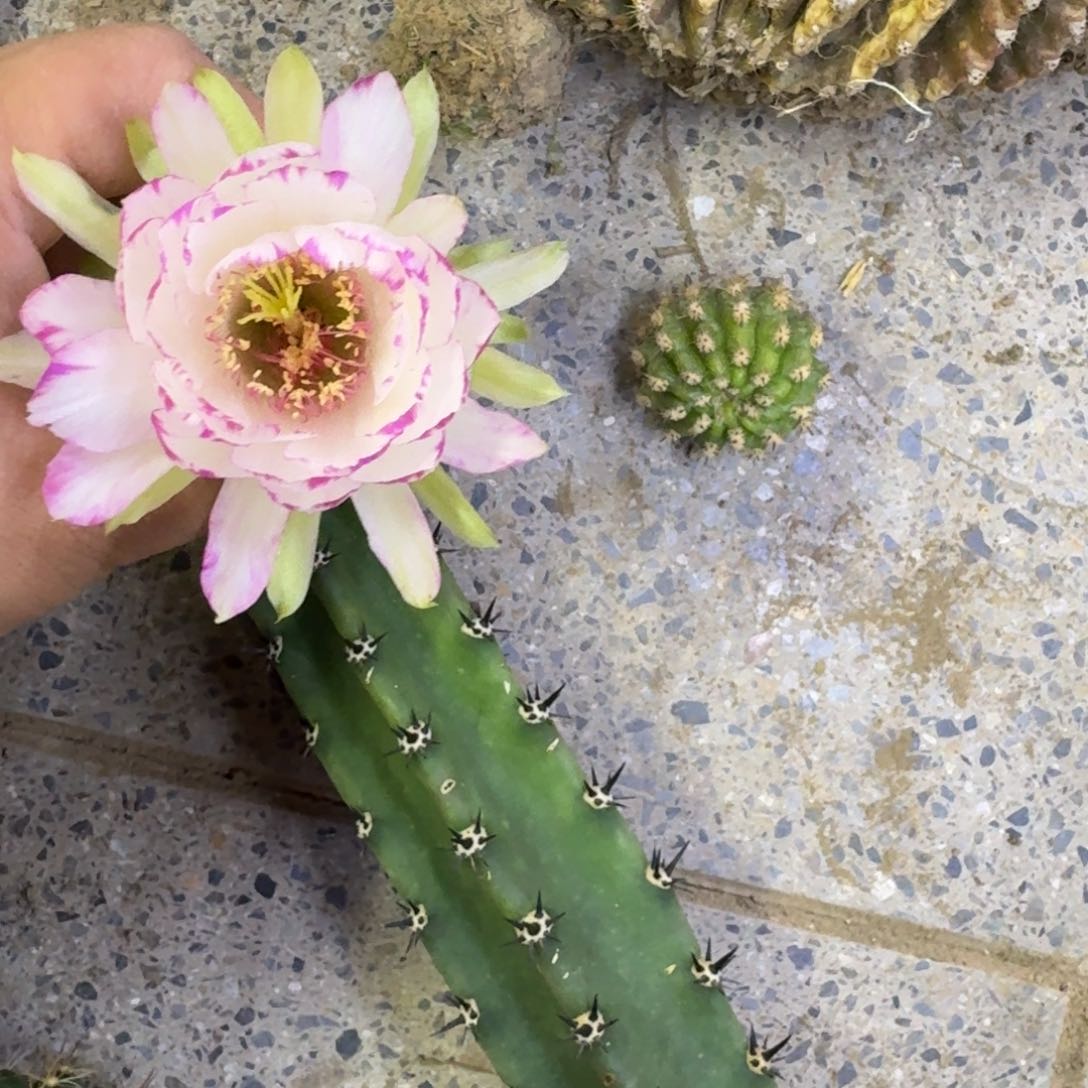234丽花嫦娥歪无根侧牙3公分左右，20包邮