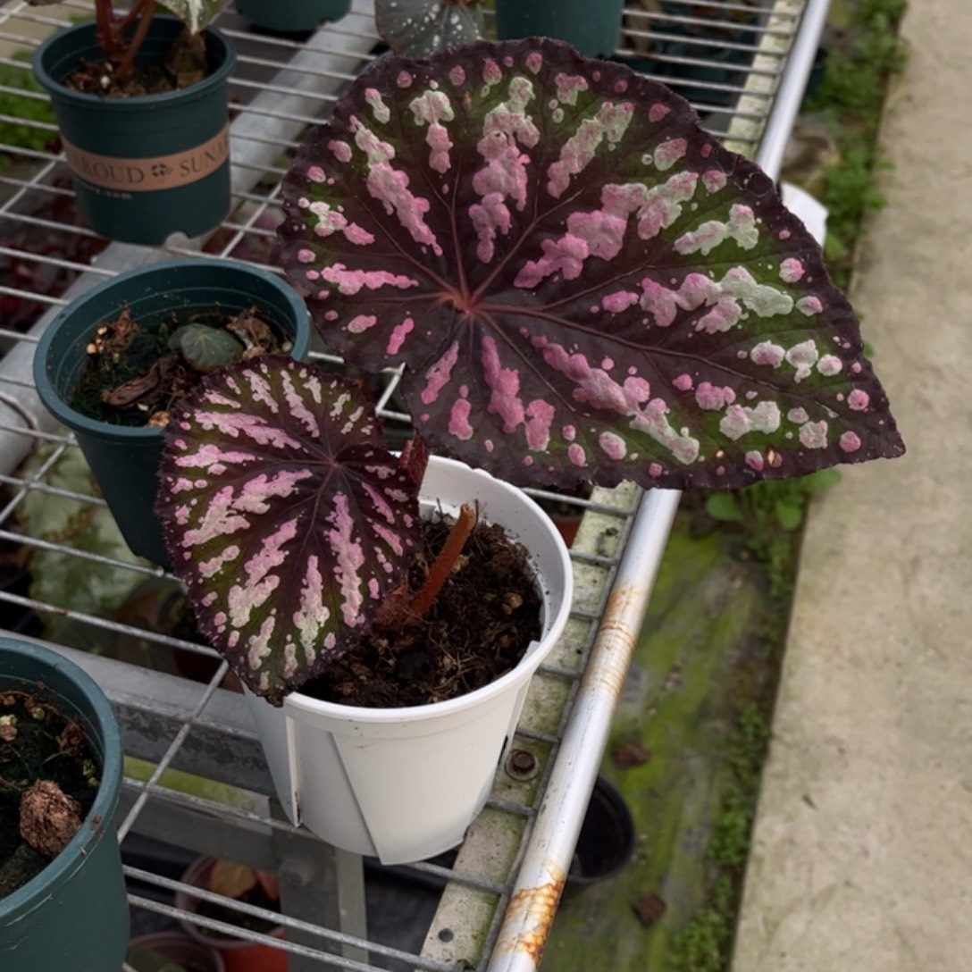 无花朵9881（摩天轮二代小）