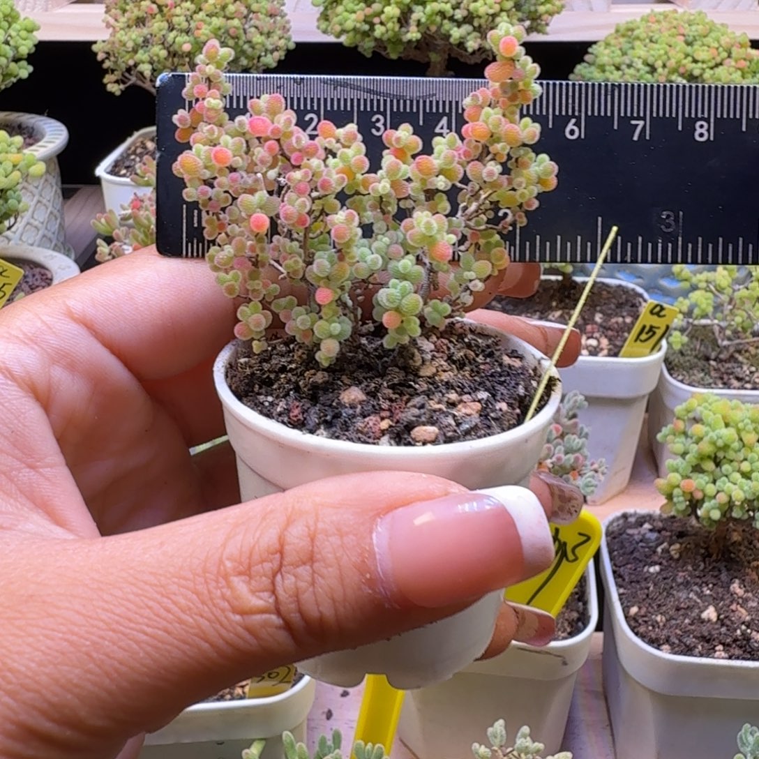 a366号蜜橘冠服6厘米左右