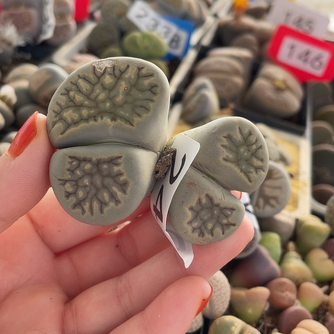 生石花一颗00000240