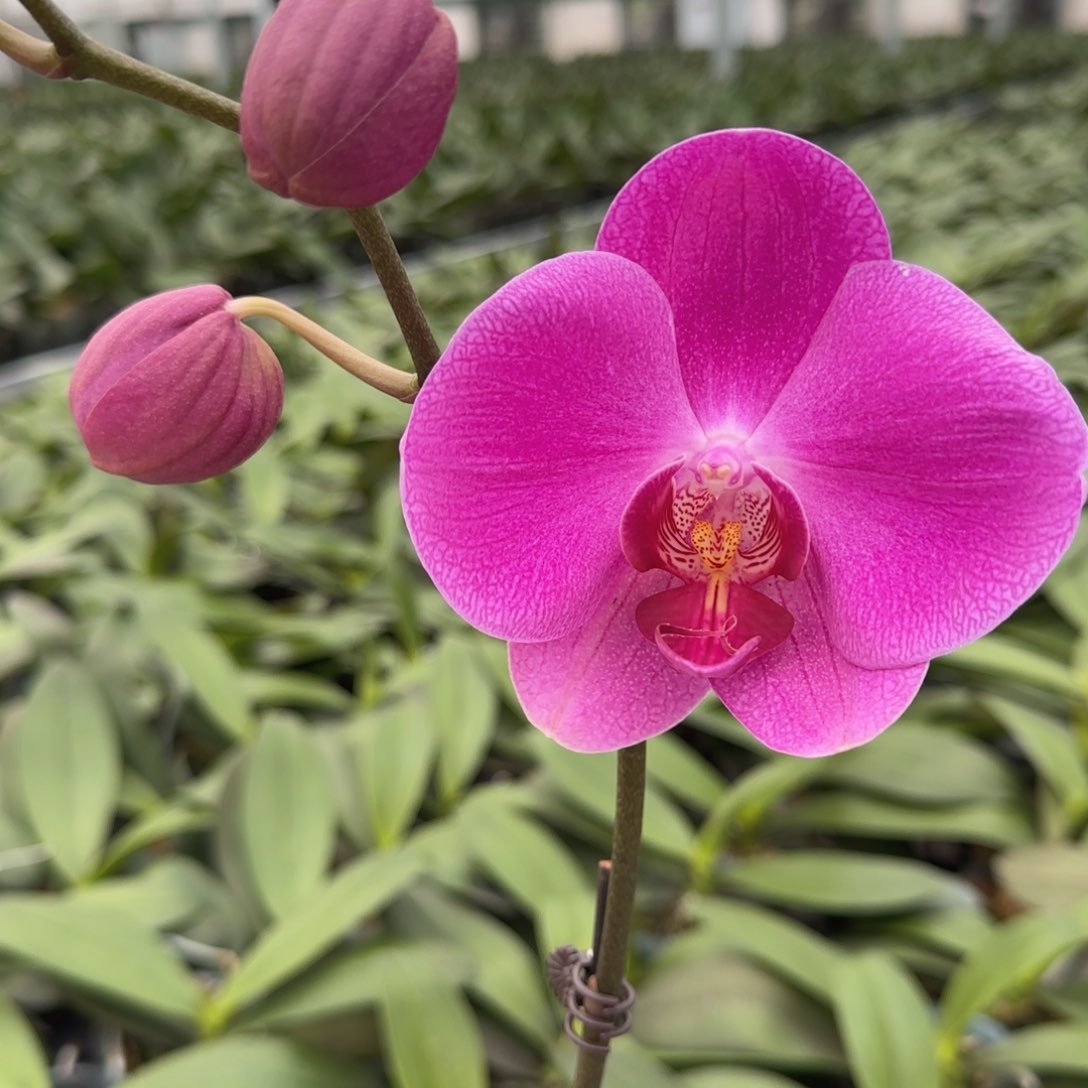 大部分花苞少量开放Y409带花不售后两颗包邮