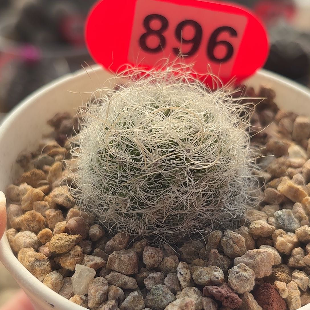 仙人球实生银翁玉