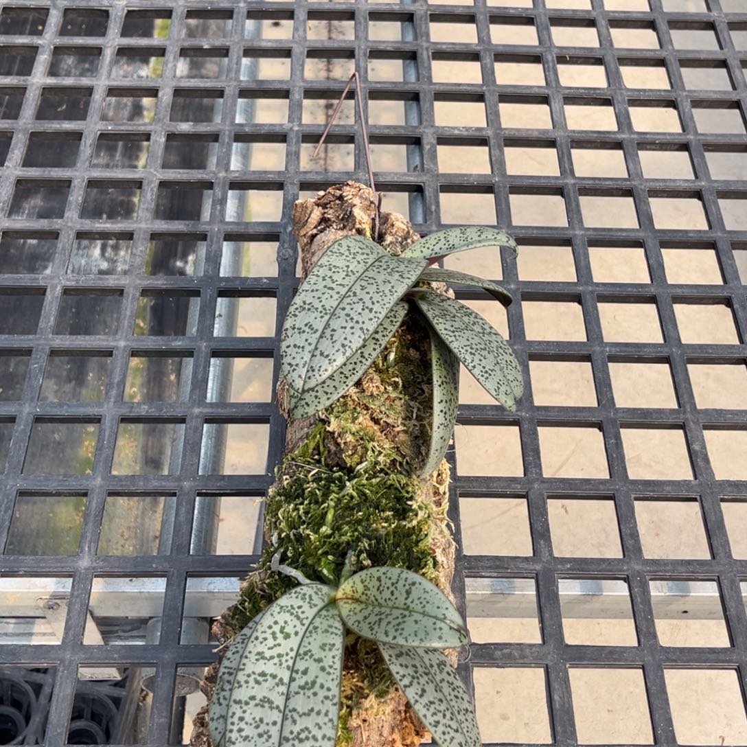 无花朵板值银叶脉纹分生苗