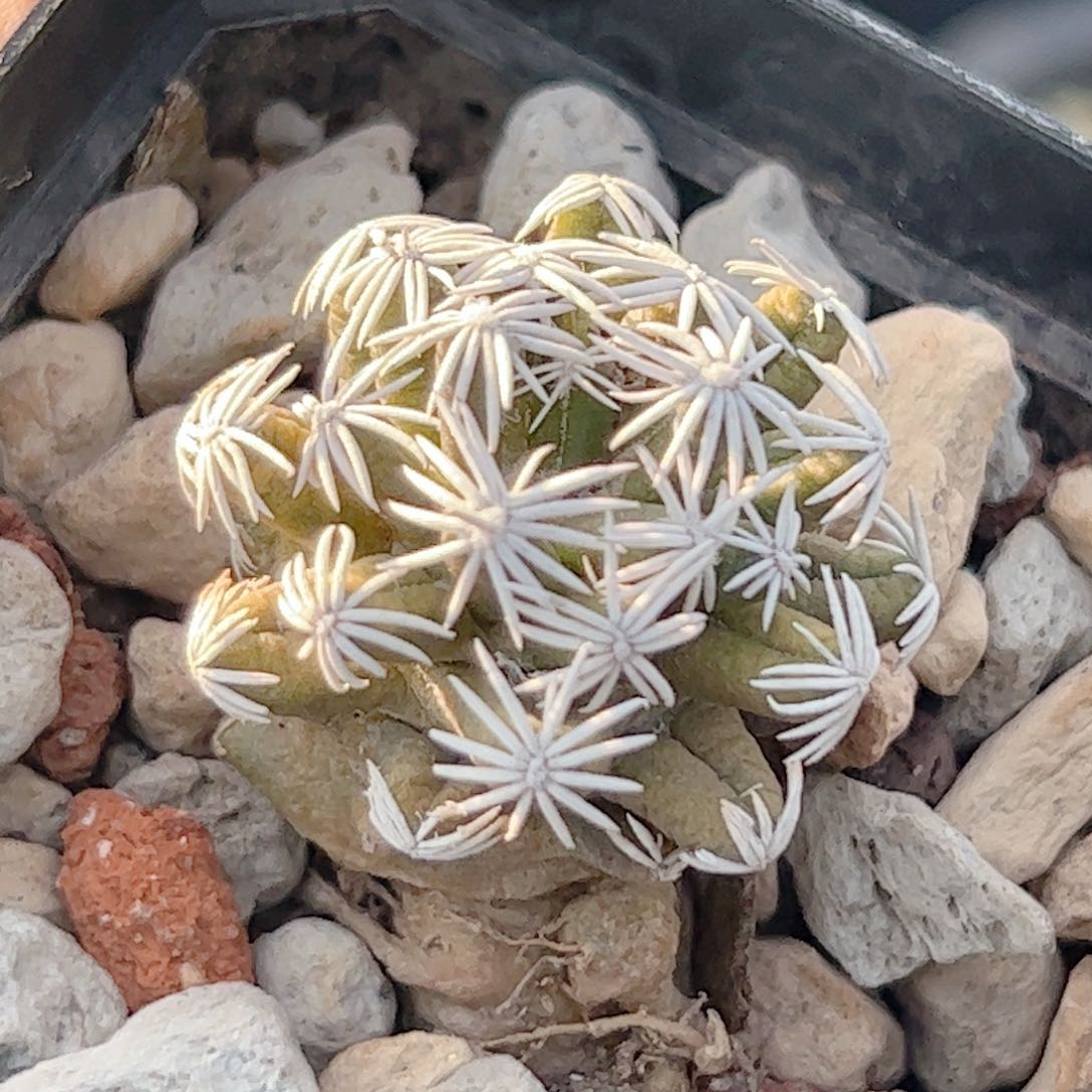 孤龙 仙人球自根萝卜腿