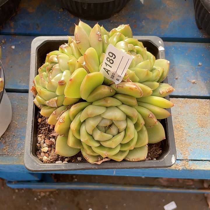 用***8若如东云单拍A189