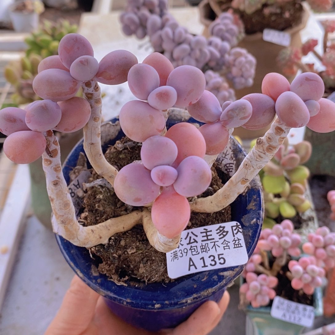 糖果桃蛋老桩11cm135多肉植物