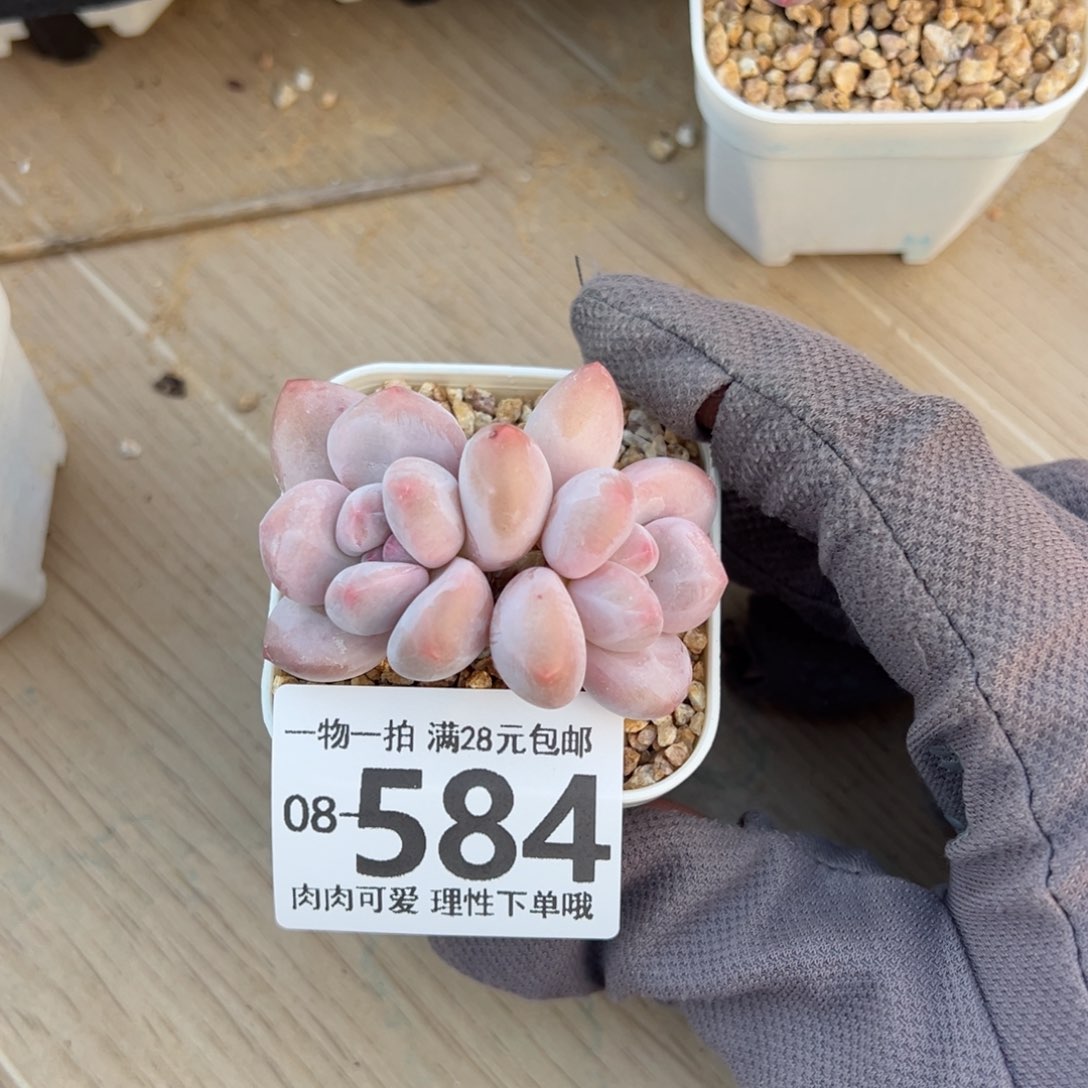 香水奶多肉多肉多肉多肉