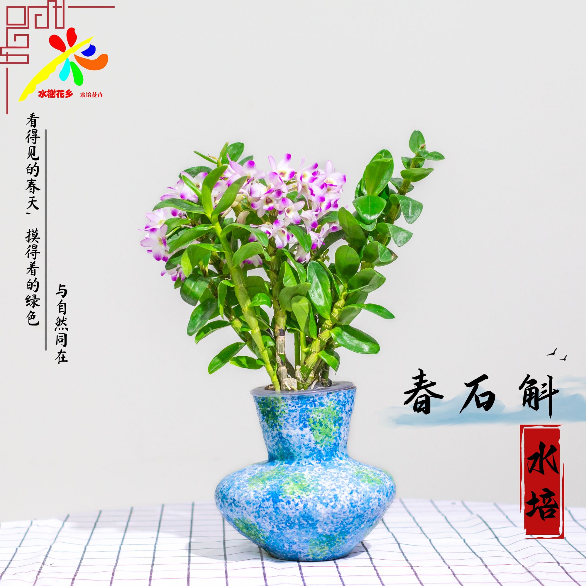 水榭花乡水培春石斛绿植桌面家居好养护简约四季常青懒人开花清香