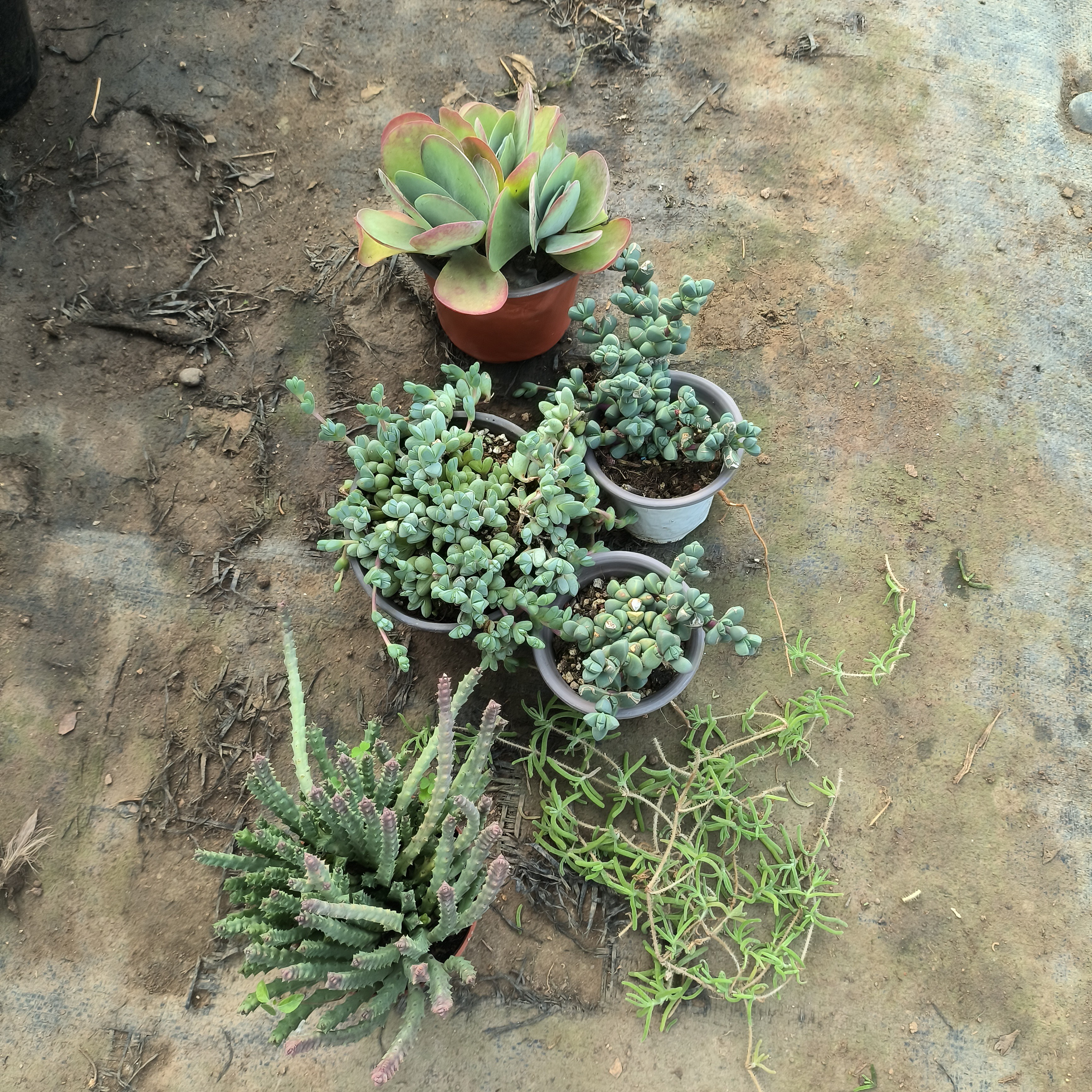 唐印多肉盆栽室内易养防辐射净化空气