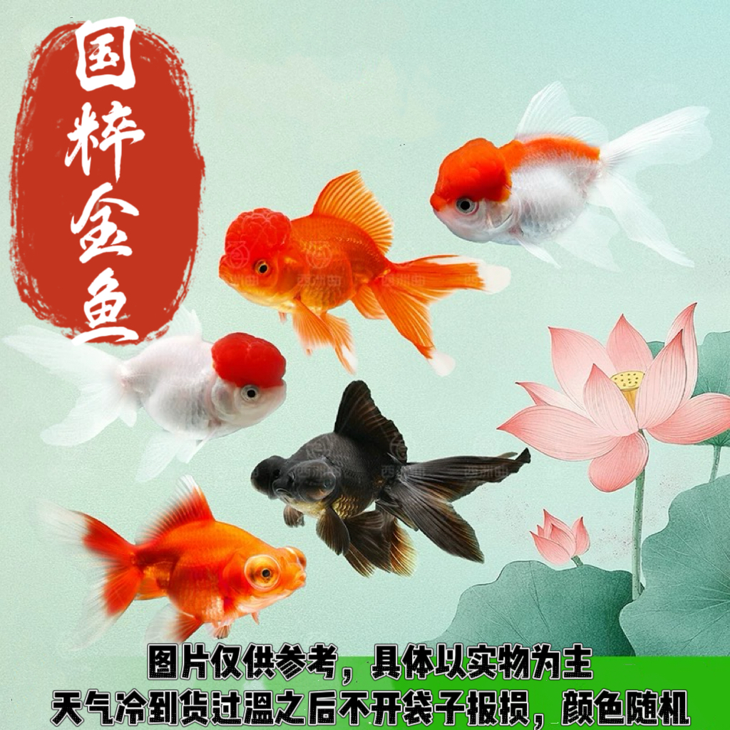 金鱼活体国粹金鱼淡水鱼冷水鱼易活活体宠物鱼