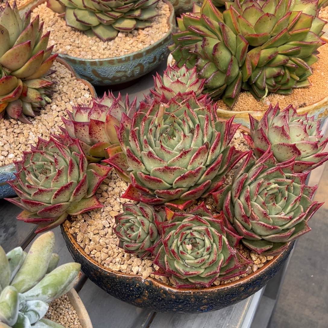 从前慢多肉精选编号0219.2222