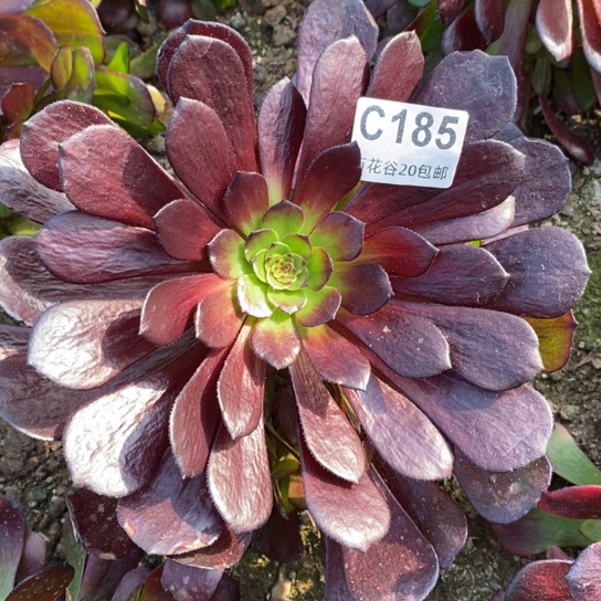 185美姬变异多肉植物