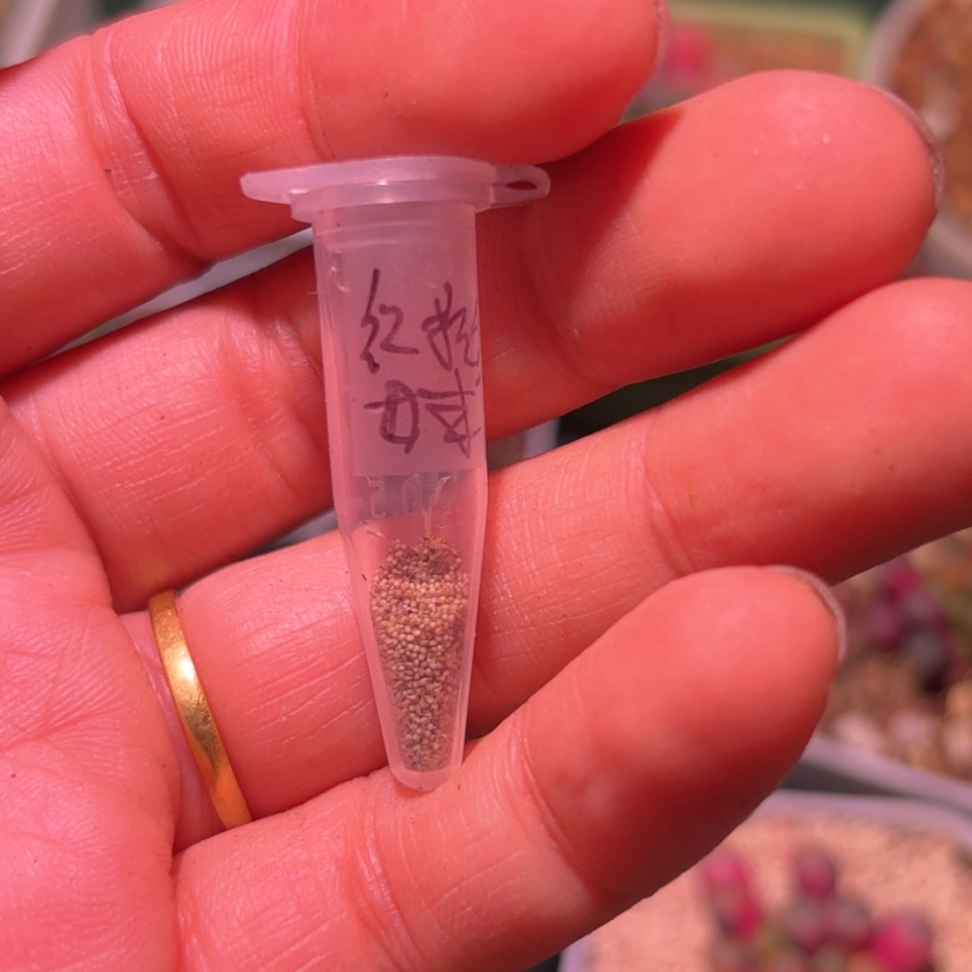 50粒红拉丝大母本五十铃玉锦种子