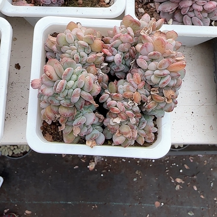 青蛙王子儿童牙膏1111