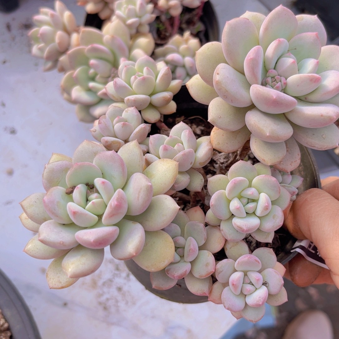 拉丝雨香水3092多肉植物