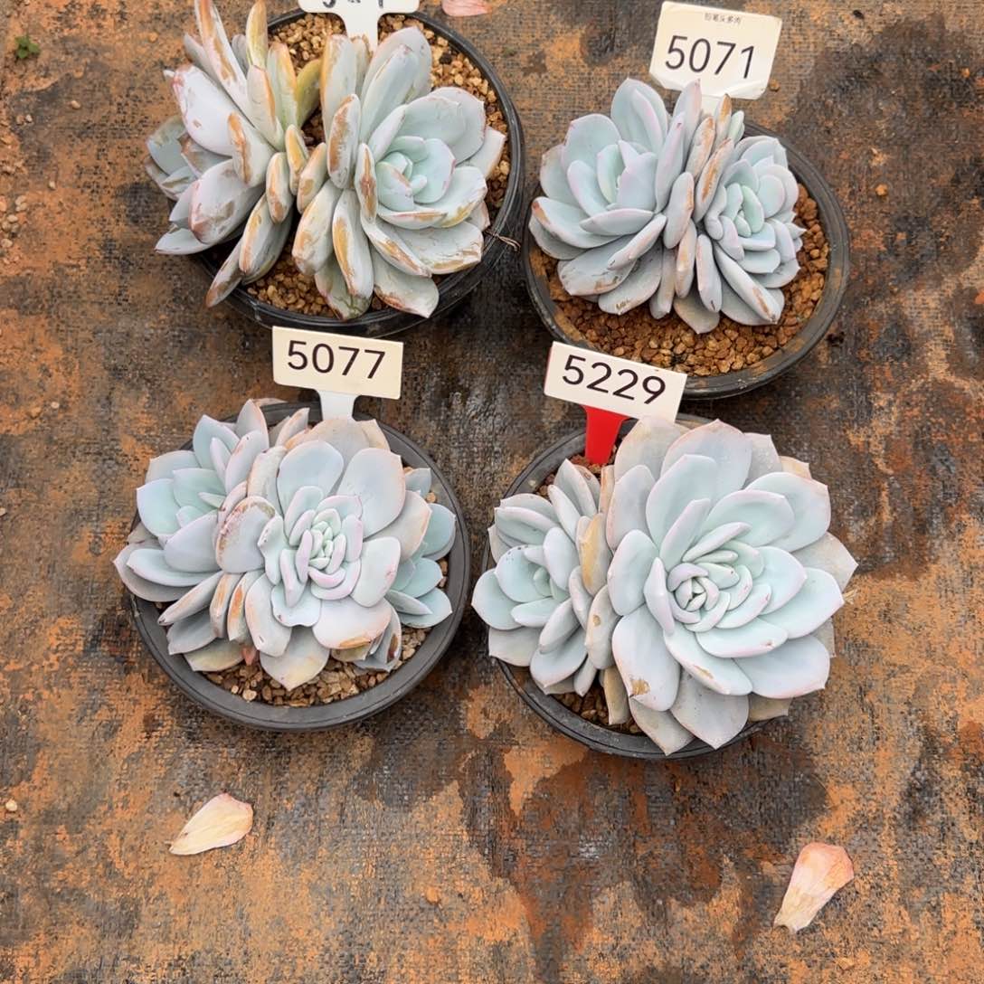 柚***肉奶茶四颗。   527。5071 5077.  5229号。 