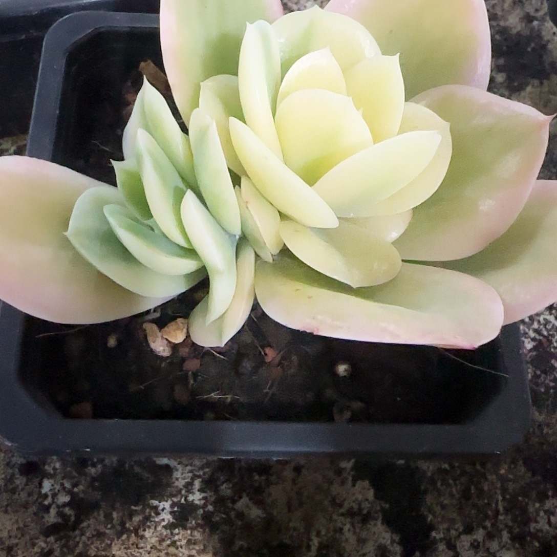 星娜塔锦多肉植物