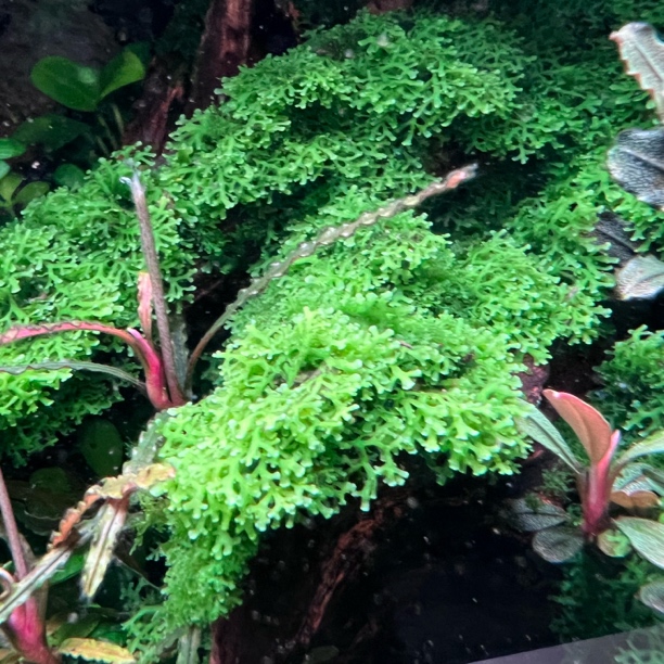 店内自产，珊瑚莫斯，垂泪莫斯，水草