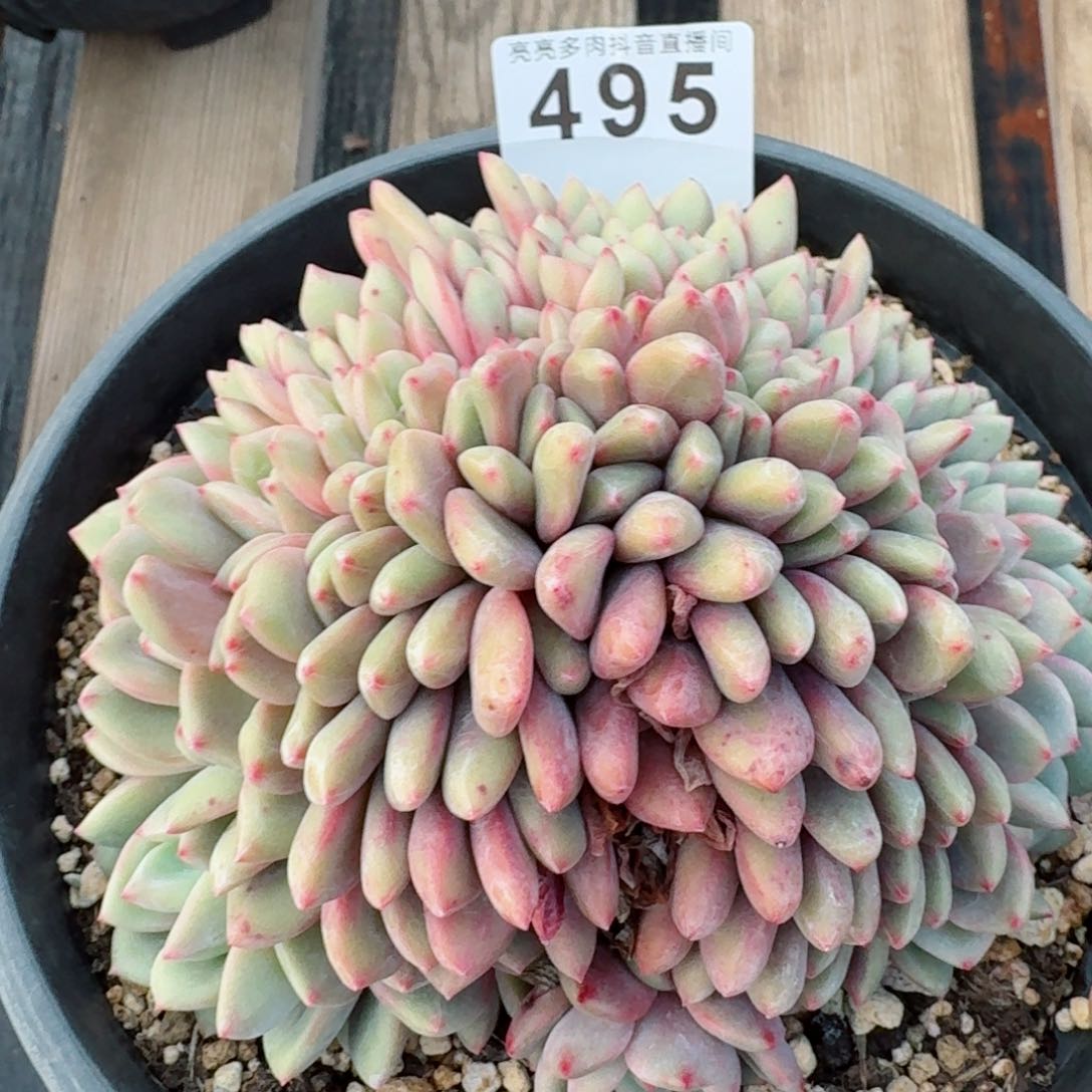 艾丽儿缀化         精品多肉