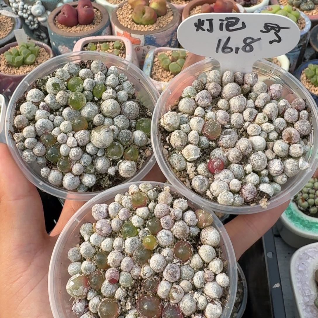 灯泡切糕福利一盆