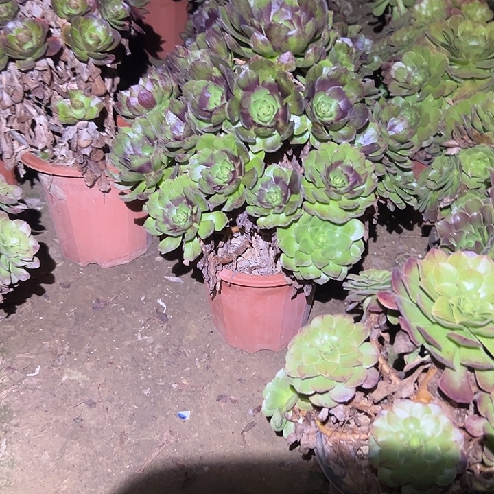 徐***饨不包侧枝一物一拍128