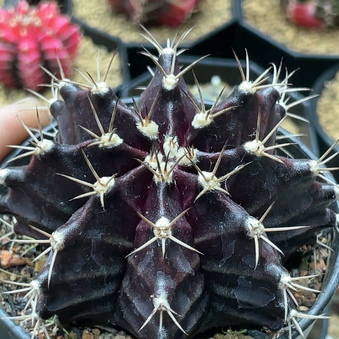 黑牡丹，黑寡妇实生后代